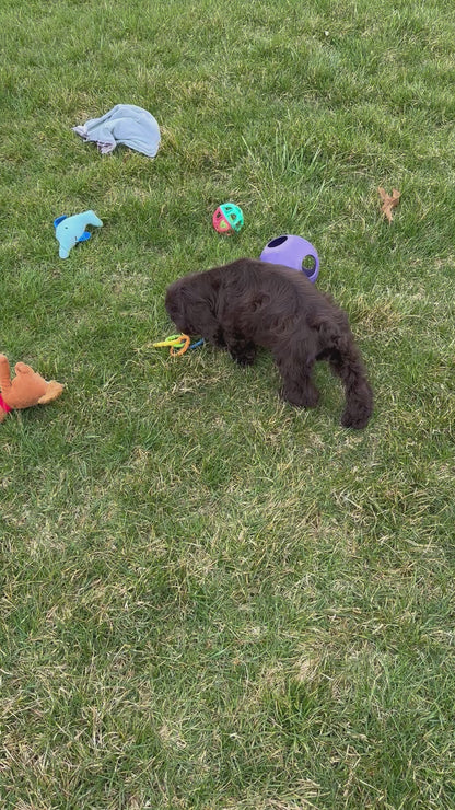 Cocker Spaniel Female (Maysilee)