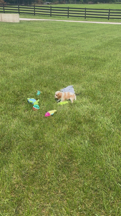 Cavalier King Charles Spaniel Female (Annalynn)