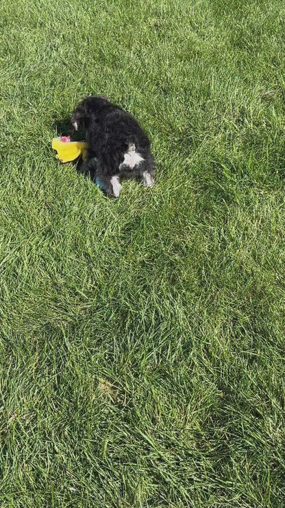 Louis-Miniature Schnauzer Male