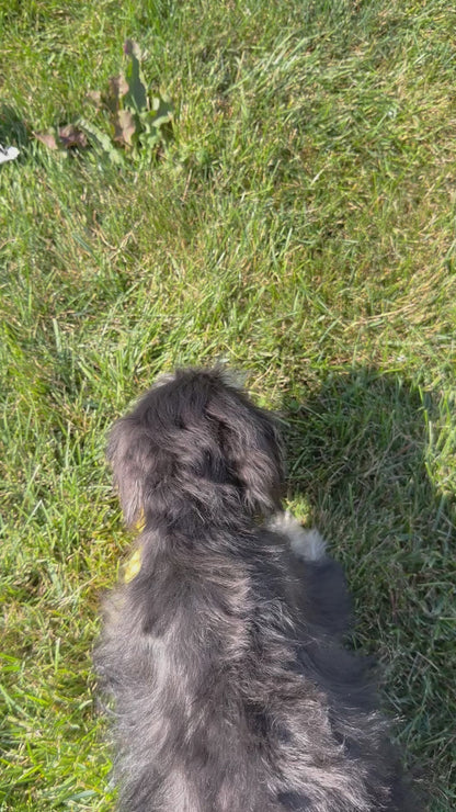 Lawrey-Miniature Schnauzer Male