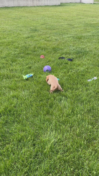 Cavalier King Charles Spaniel Female (Callie)