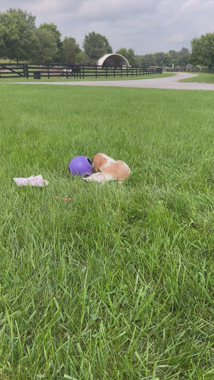 Cavalier King Charles Spaniel Male (Enzo)