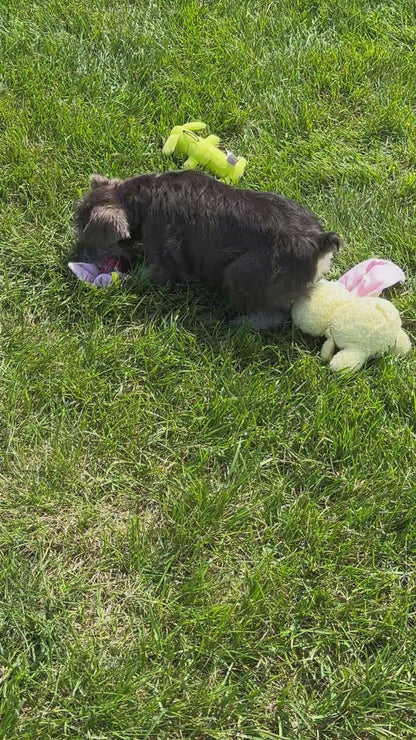 Miniature Schnauzer Female (Kingsley)