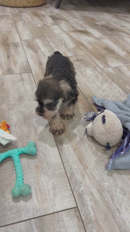 Lolly-Miniature Schnauzer Female