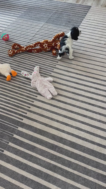 Cocker Spaniel Female (Annie)