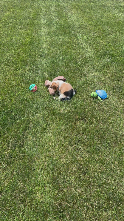 Cavalier King Charles Spaniel Male (Elliot)