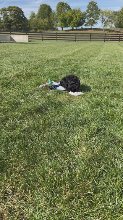 Cocker Spaniel Female (Annabelle)