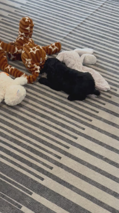 Cocker Spaniel Male (Bailey)