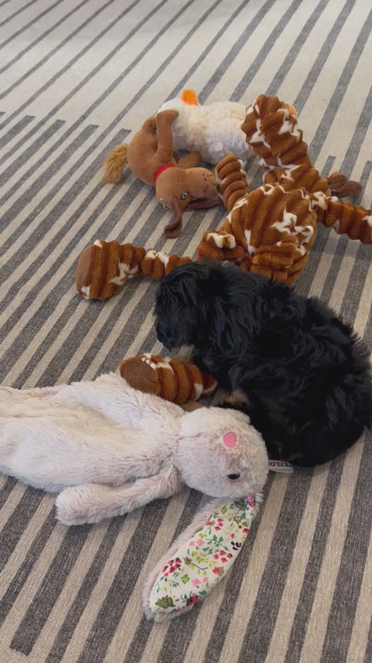 Cavalier King Charles Male (Harlan)