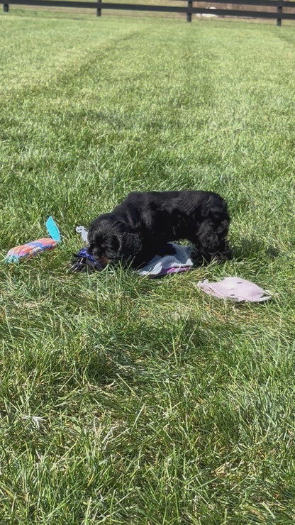 Cocker Spaniel Female (Annie)