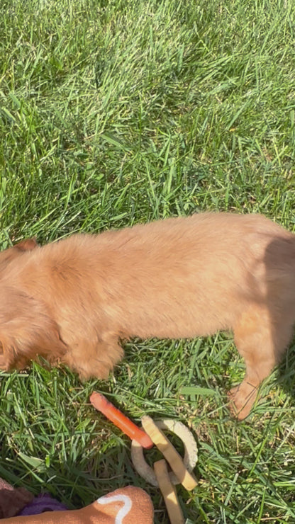 Shine-Cavalier King Charles Female