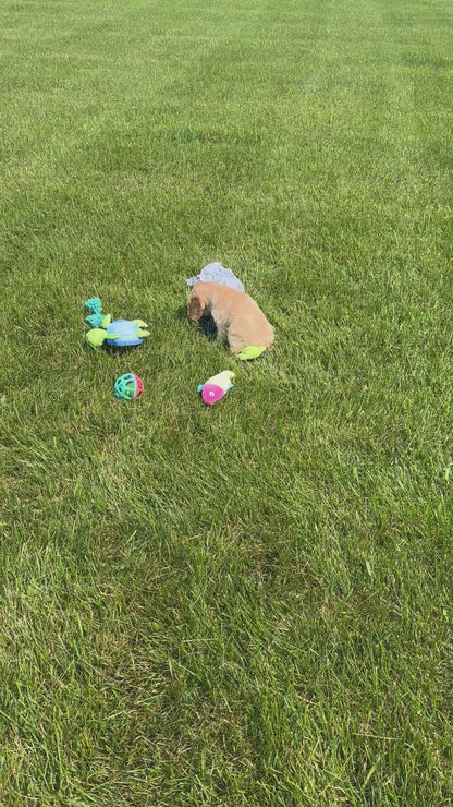 Cocker Spaniel Female (Hailey)