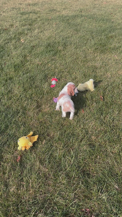 Demi-Cocker Spaniel Female