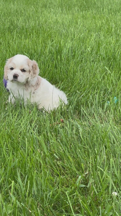 Cocker Spaniel Male (Theo)