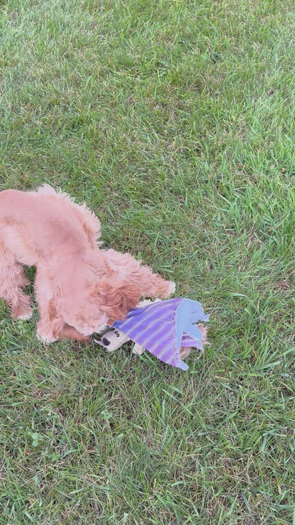 Cocker Spaniel Female (Alina)