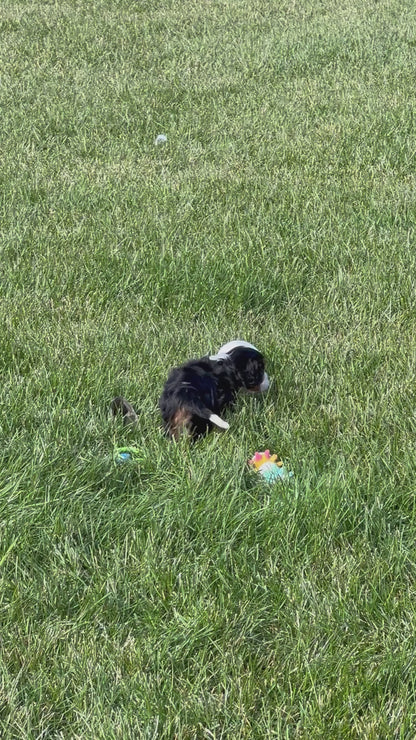 Cavalier King Charles Female (Fannie)