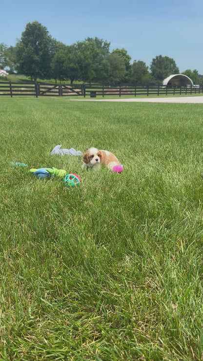 Cavalier King Charles Spaniel Male (Kai)