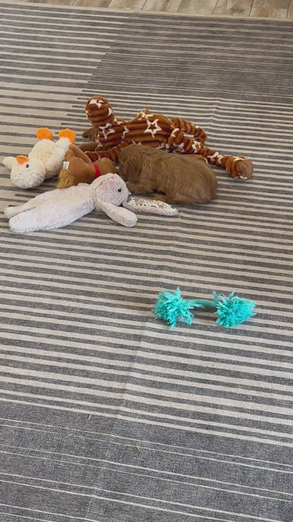 Cavalier King Charles Female (Aurora)