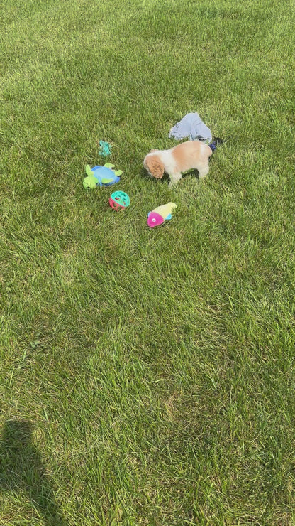 Cocker Spaniel Female (Hazel)