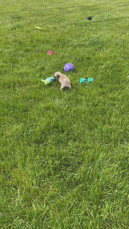 Pug Female (Sofie)