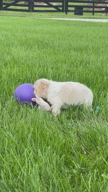 Cocker Spaniel Male (Tate)