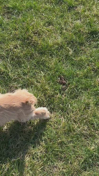 Cocker Spaniel Female (Valorie)
