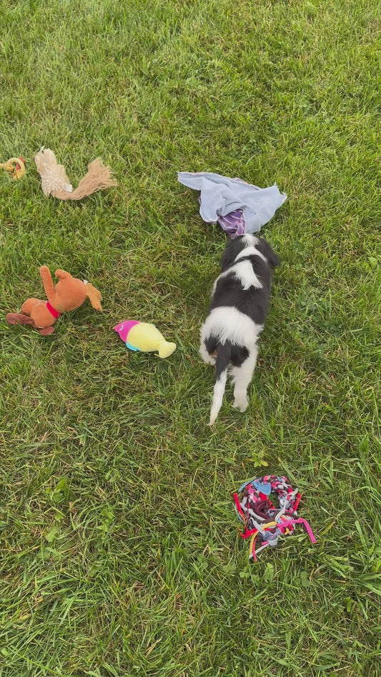 Cavalier King Charles Male (Kai)