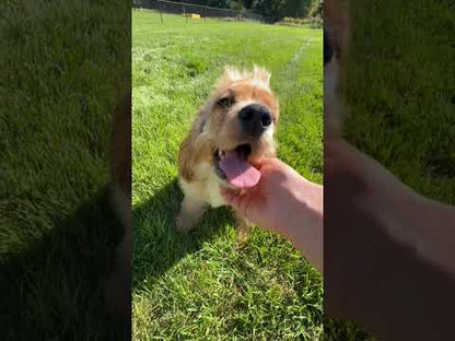 Cody - Cocker Male