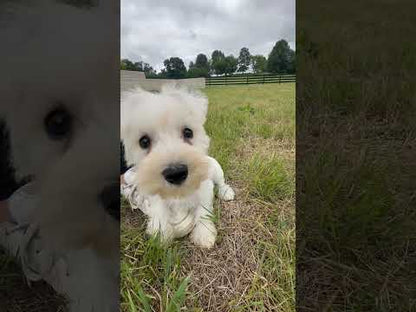 Miniature Schnauzer - Female (Luna)